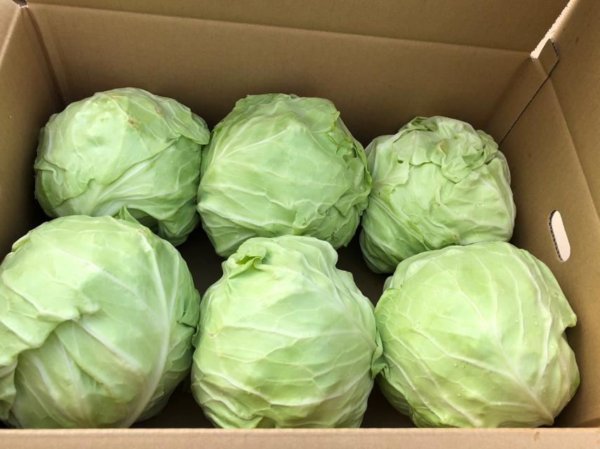 有機栽培キャベツ