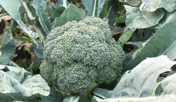 バターをのせたらまるでスイーツ！南瓜